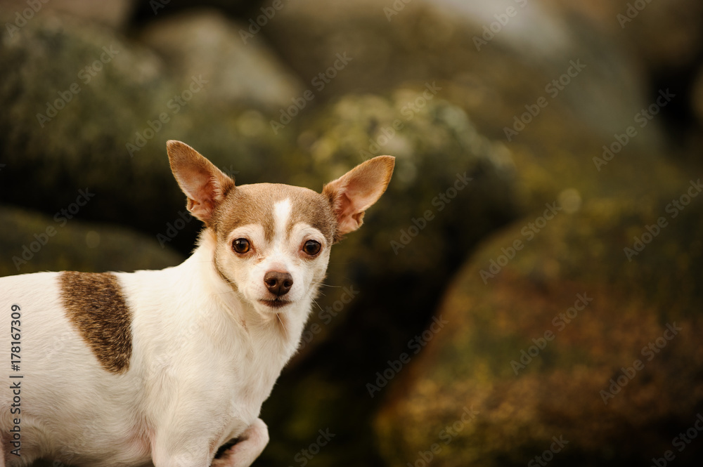 Chihuahua dog outdoor portrait against rocks