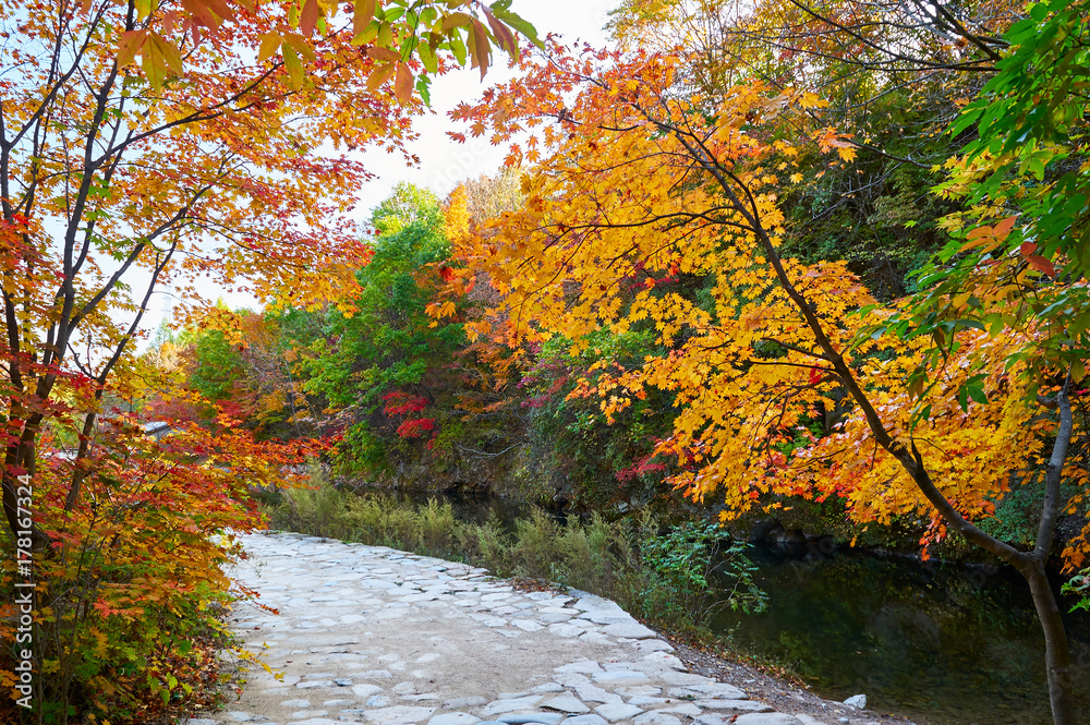 The path in the autumn forest The path in the autumn forest