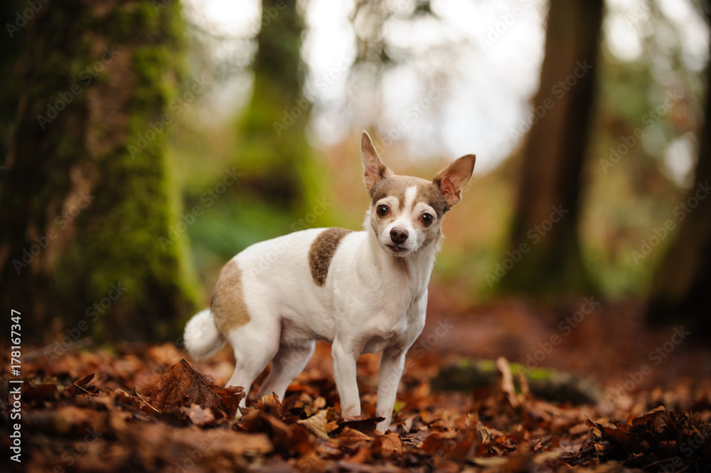 Chihuahua dog outdoor portrait standing in forest