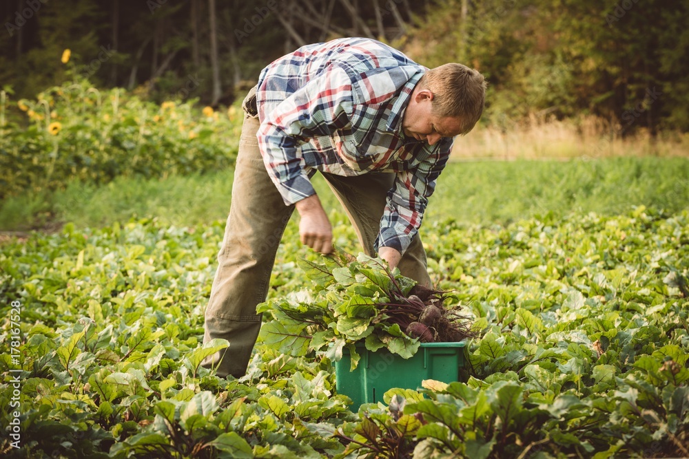 Farmer harvesting turnip in field Farmer harvesting turnip in field
