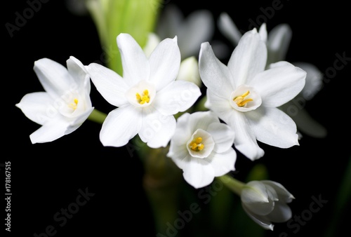 Fototapeta Naklejka Na Ścianę i Meble -  White flower group 4982