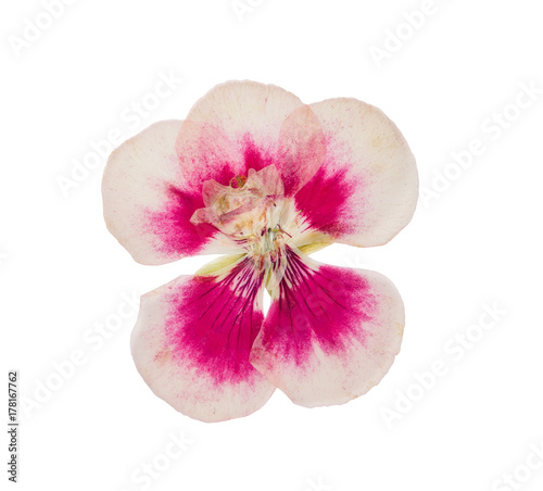 Pressed and dried flower godetia isolated photo