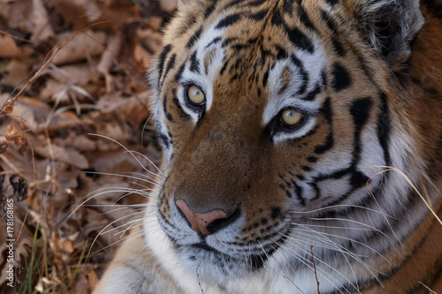 Fototapeta Naklejka Na Ścianę i Meble -  Amur tiger in the autumn forest, Primorsky Krai