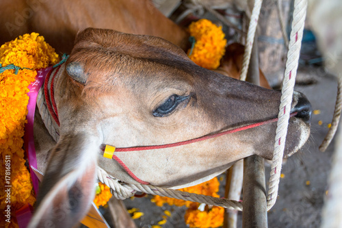 Living cow in slaughter house