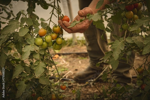 Farmer harvesting vegetables photo