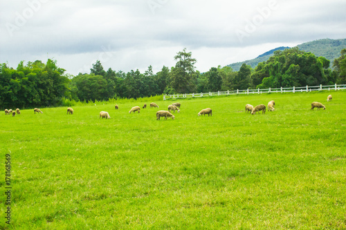 Sheep on grasslands.