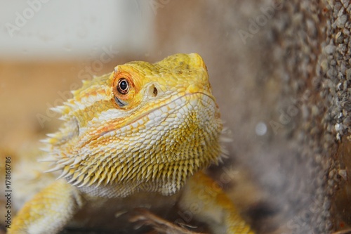 Agamic lizard Central bearded dragon Pogona vitticeps head looking forward next to artificial wall in terrarium