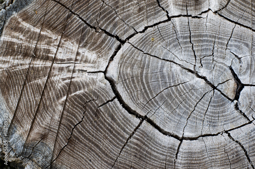 Stump with cracked wood.wood stump texture