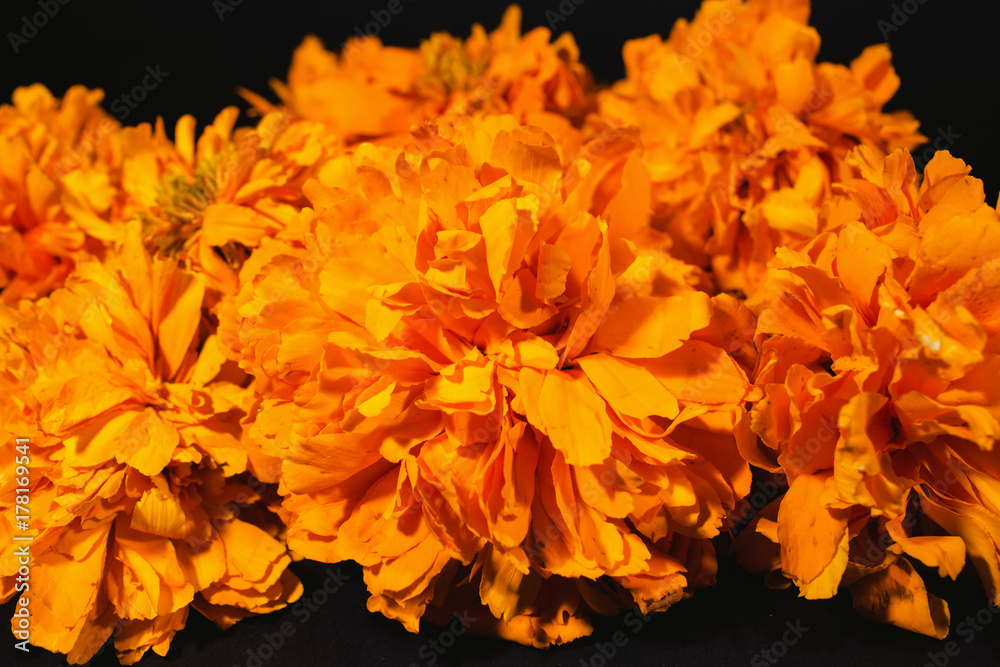 flores de cempasuchil, dia de muertos, mexican flowers, halloween mexico  foto de Stock | Adobe Stock