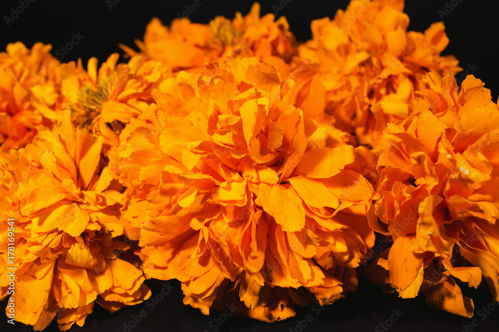 flores de cempasuchil, dia de muertos, mexican flowers, halloween mexico  Stock Photo | Adobe Stock