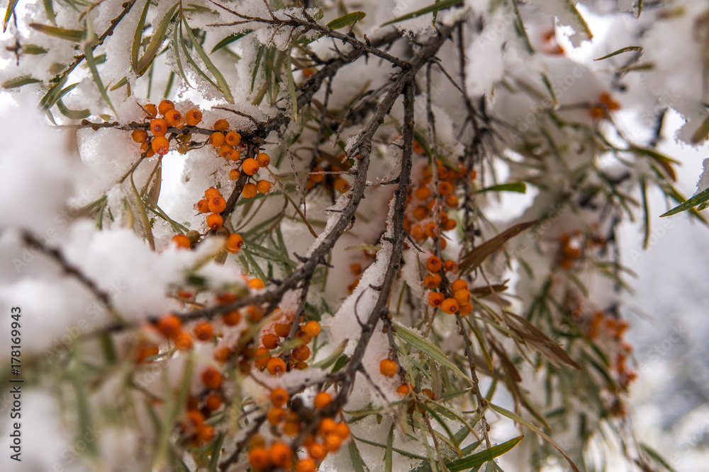 The branches of the sea-buckthorn tree under the snow The branches of the sea-buckthorn tree under the snow