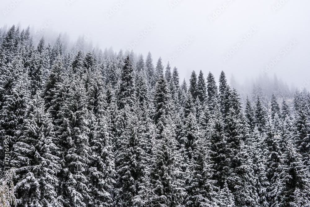 Mountains winter forest. Fit-tree forest covered in fog mist Mountains winter forest. Fit-tree forest covered in fog mist