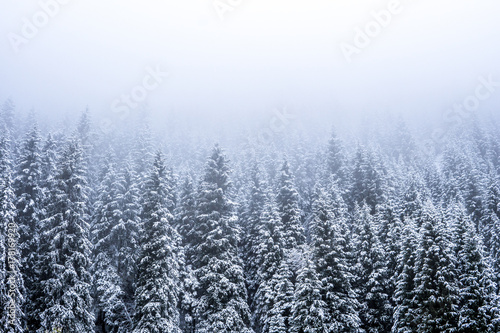Mountains winter forest. Fit-tree forest covered in fog mist
