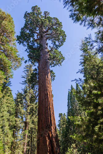 Giant Sequoia in the Grant Grove © Goldilock Project