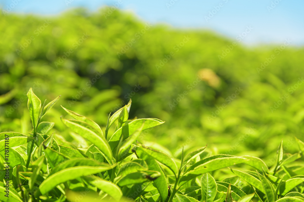 Closeup view of beautiful young bright green tea leaves Closeup view of beautiful young bright green tea leaves