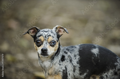 Chihuahua dog outdoor portrait against neutral background