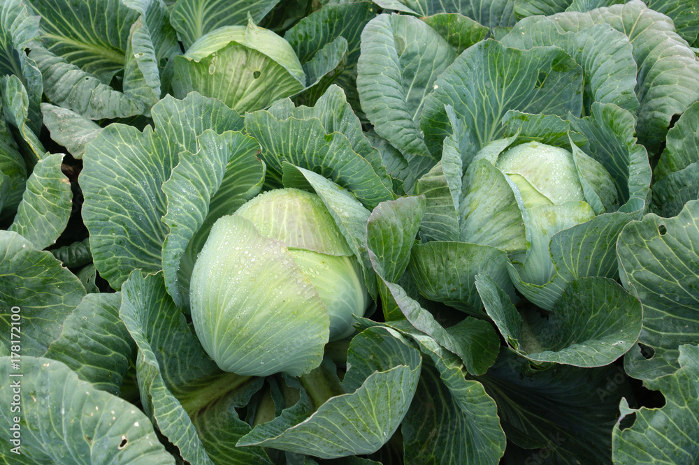 Background with a big fresh cabbage closeup. Cabbage on the bed. Background with a big fresh cabbage closeup. Cabbage on the bed.