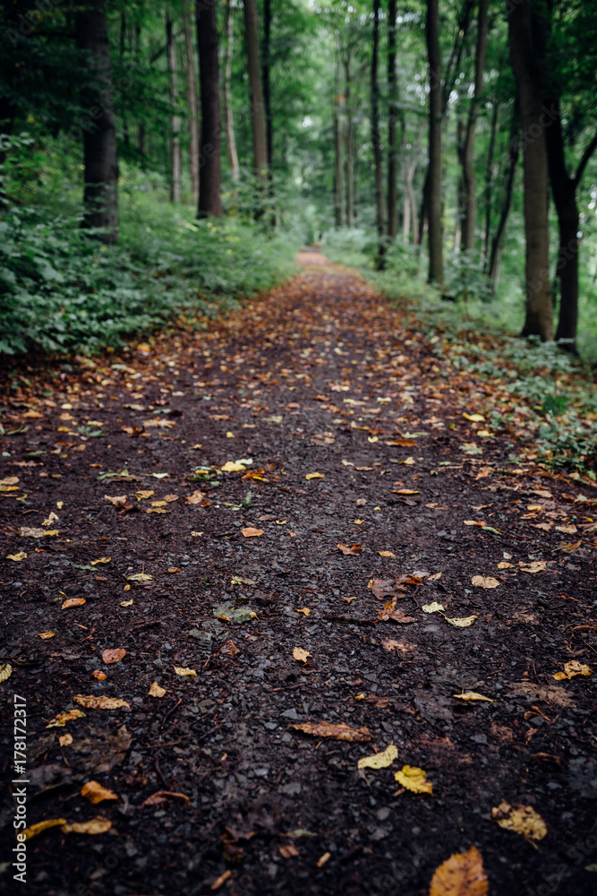 Wanderweg mit Laub bedeckt Wanderweg mit Laub bedeckt