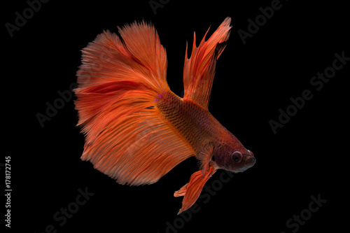 Foto The moving moment beautiful of siam betta fish in thailand on black background
