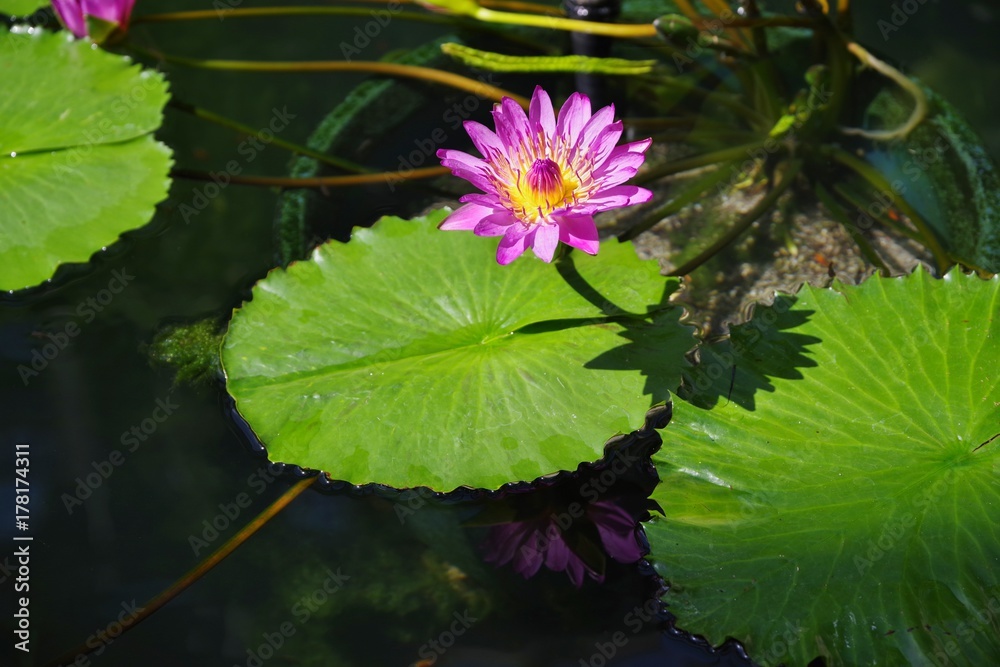 蓮の花 蓮の花