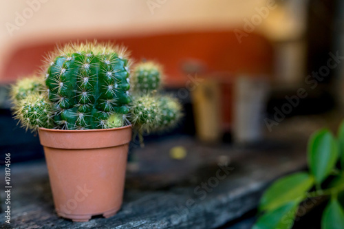 close-up barrel cactus