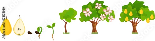 Pear tree growing from seed to fertile tree. Plant growth stage