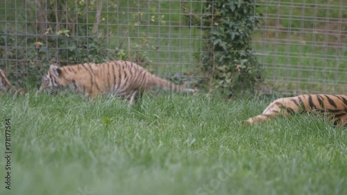  Tiger family at wildlife park, young cubs play fighting together. No people. 