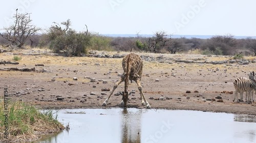 Giraffe stillt ihren Durst am Wasserloch, Etosha-Nationalpark photo