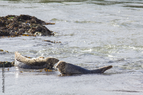 Harbor seals resting on a shallow water in Scotland photo