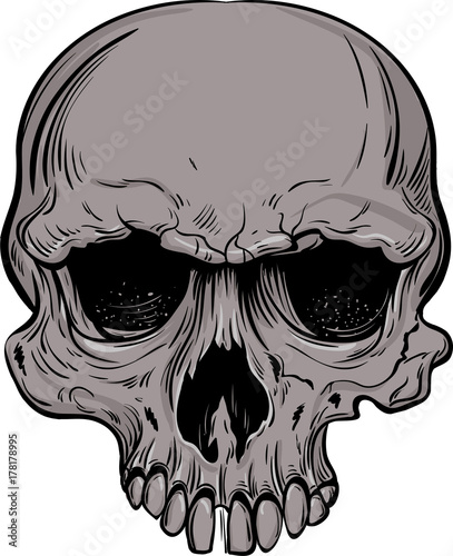 hand drawn anatomy skull . Vector