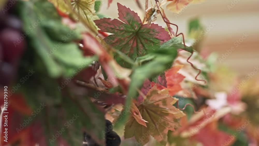 Handheld shot of decoration with many autumn leaves, berries and grape branches. Fall, autumn festival and harvest concept. Handheld shot of decoration with many autumn leaves, berries and grape branches. Fall, autumn festival and harvest concept.