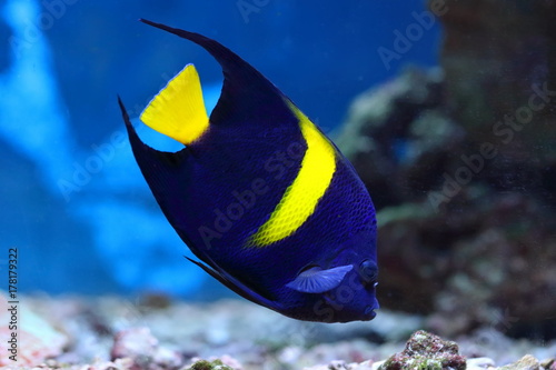 Pomacanthus asfur. Tropical fish Arab angel closeup