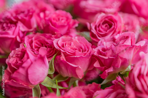 bunch of pink roses background, soft focus © IKvyatkovskaya