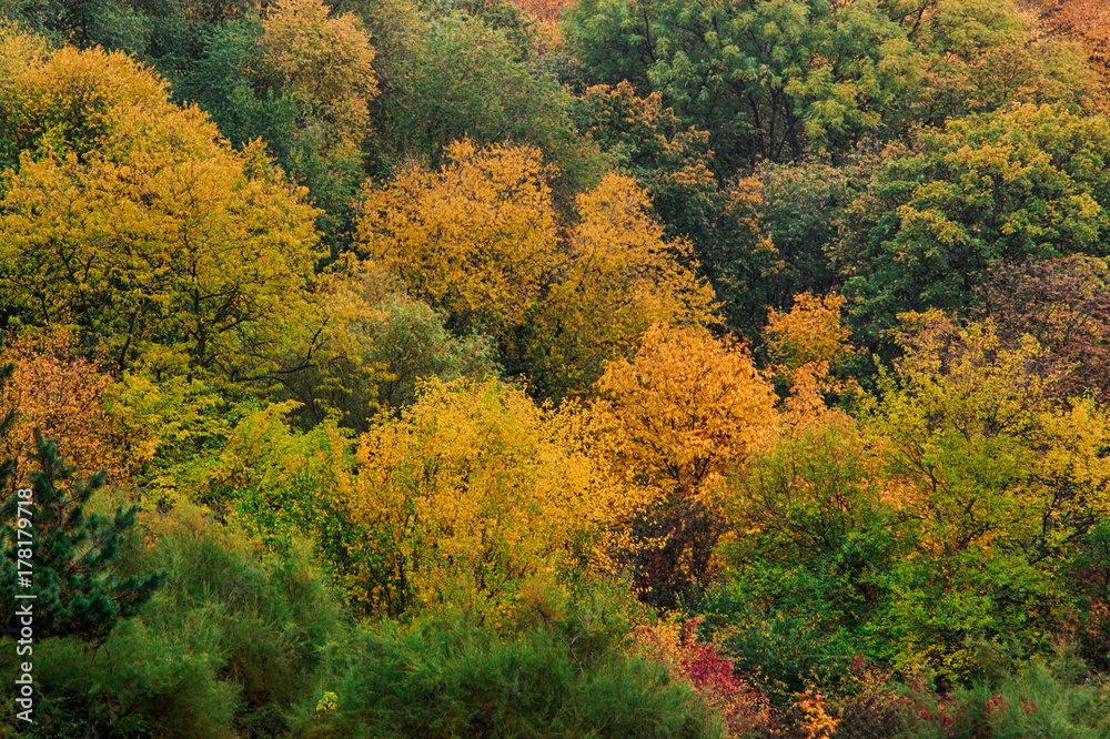 A top view of colourful forest trees in the autumn season. A top view of colourful forest trees in the autumn season.