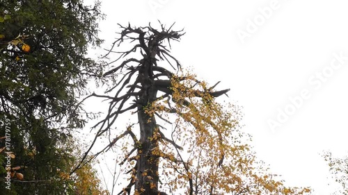 An old dry solitary tree