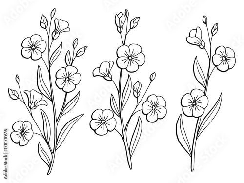 Flax flower graphic black white isolated sketch illustration vector