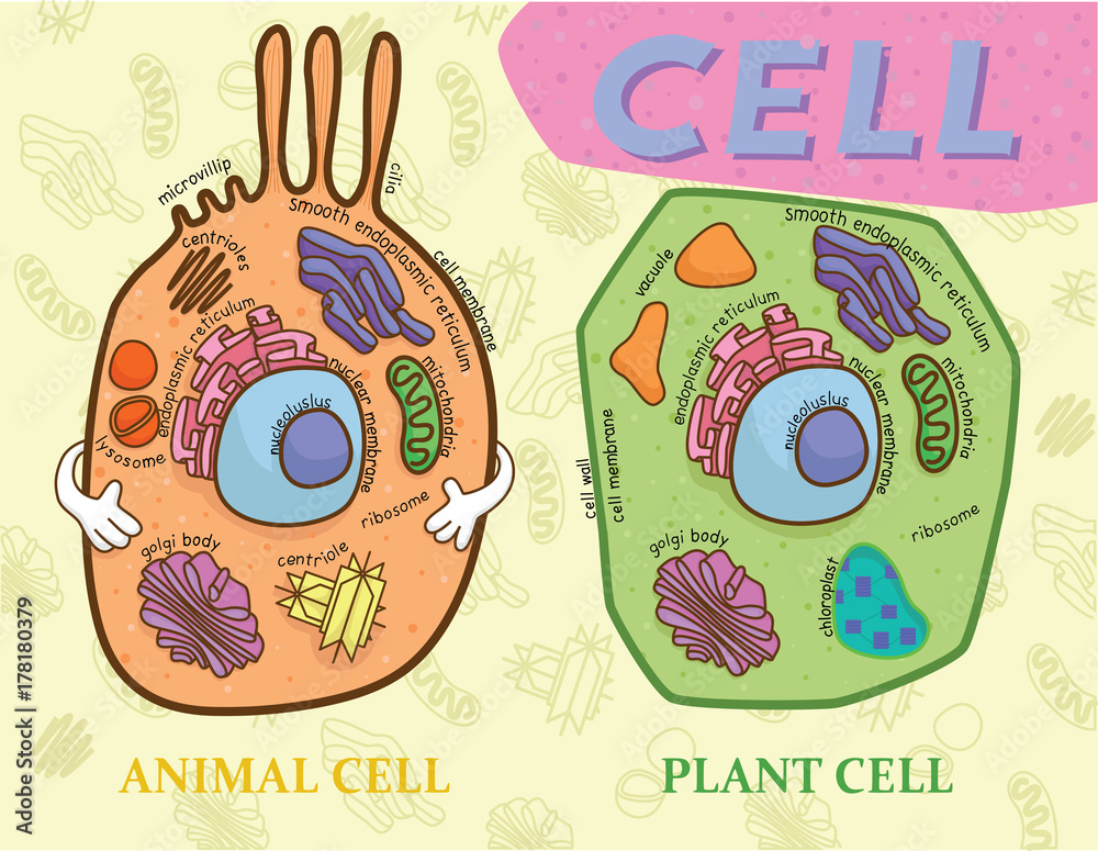 Education chart of biology for animal cell and plant cell diagram Stock  Vector | Adobe Stock