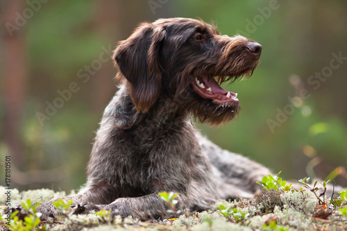 portrait of german wirehaired pointer