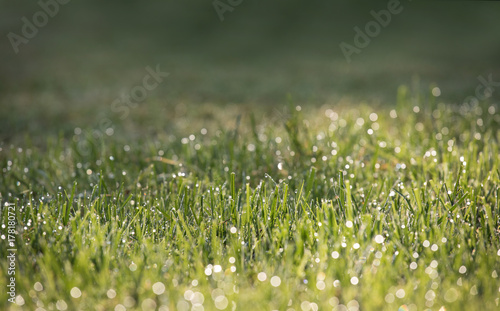 fresh grass in the dew 