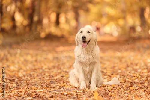 Golden Retriever dog relaxing in autumn park