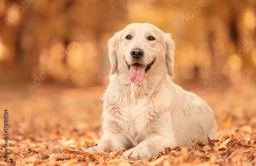 Fototapeta Naklejka Na Ścianę i Meble -  Golden Retriever dog relaxing in autumn park