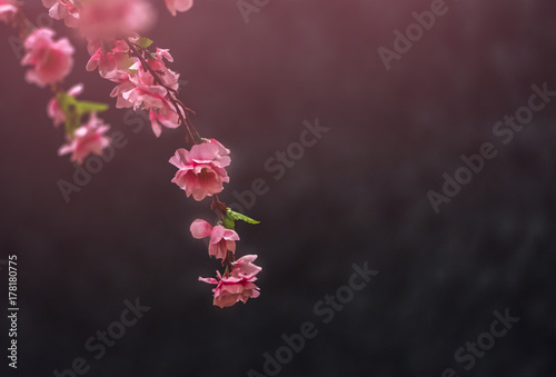 Blurred sakura flower. Pink color effect on black