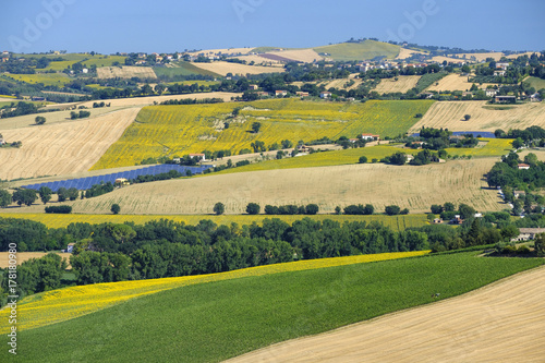 Summer landscape in Marches (Italy) near Filottrano