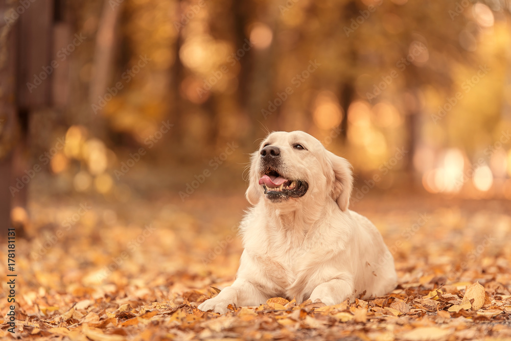 Golden Retriever dog relaxing in autumn park Golden Retriever dog relaxing in autumn park