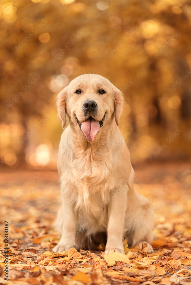 Golden Retriever dog relaxing in autumn park