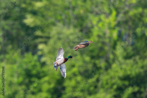 pair of natural mallard ducks (anas platyrhynchos) flying © Pascal Halder