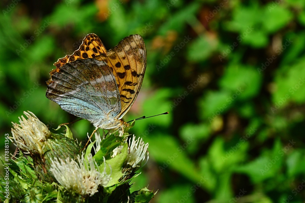 Fototapeta premium Silver-washed fritillary butterfly Argynnis paphia sitting on thistle flower, collecting nectar