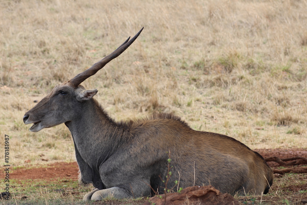 Wild Life in Africa Wild Life in Africa