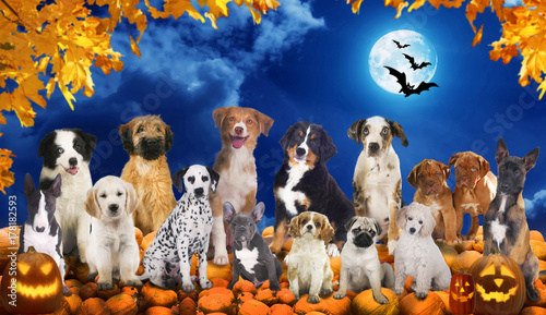 Photography Big group of dogs sitting on pumpkins