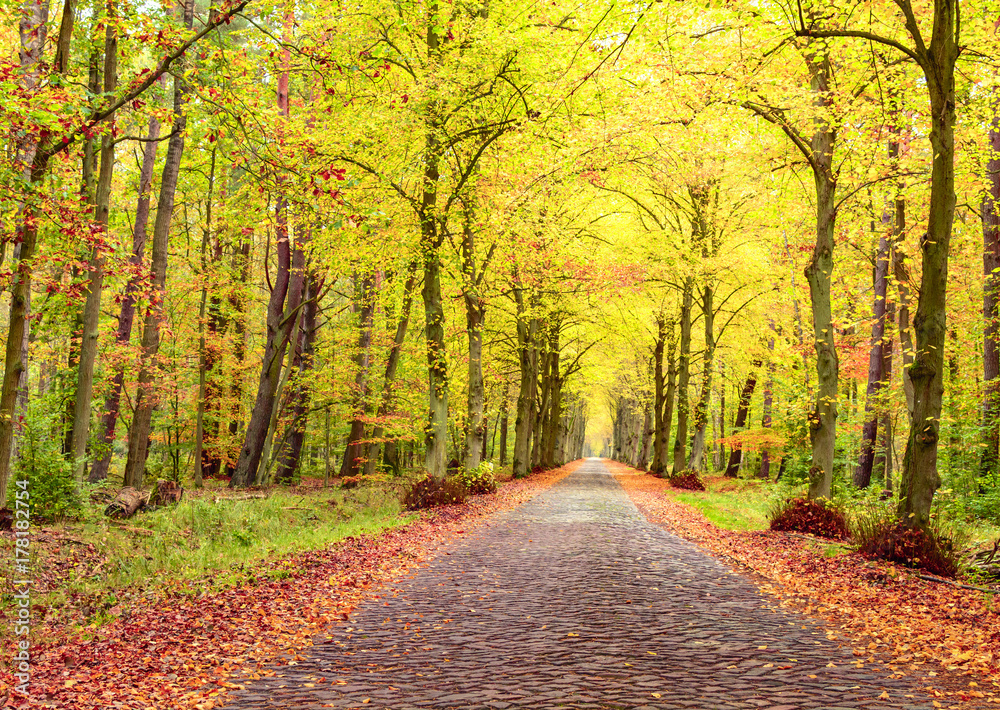 Fototapeta premium Autumn landscape, brick road between trees, fallen yellow, red, orange leaves